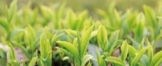 廣西西林京桂古道茶業公司怎么樣？是國企嗎？和廣西農墾集團啥關系？